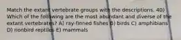 Match the extant vertebrate groups with the descriptions. 40) Which of the following are the most abundant and diverse of the extant vertebrates? A) ray-finned fishes B) birds C) amphibians D) nonbird reptiles E) mammals