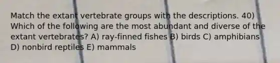 Match the extant vertebrate groups with the descriptions. 40) Which of the following are the most abundant and diverse of the extant vertebrates? A) ray-finned fishes B) birds C) amphibians D) nonbird reptiles E) mammals