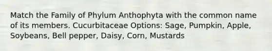 Match the Family of Phylum Anthophyta with the common name of its members. Cucurbitaceae Options: Sage, Pumpkin, Apple, Soybeans, Bell pepper, Daisy, Corn, Mustards