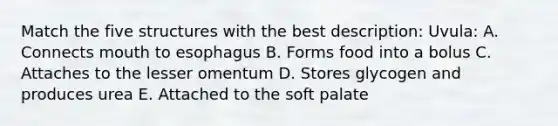 Match the five structures with the best description: Uvula: A. Connects mouth to esophagus B. Forms food into a bolus C. Attaches to the lesser omentum D. Stores glycogen and produces urea E. Attached to the soft palate