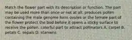 Match the flower part with its description or function. The part may be used more than once or not at all. produces pollen containing the male genome form ovules or the female part of the flower protect the bud before it opens a sticky surface to receive the pollen. colorful part to attract pollinators A. carpel B. petals C. sepals D. stamens