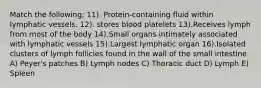 Match the following; 11). Protein-containing fluid within lymphatic vessels. 12). stores blood platelets 13).Receives lymph from most of the body 14).Small organs intimately associated with lymphatic vessels 15).Largest lymphatic organ 16).Isolated clusters of lymph follicles found in the wall of the small intestine A) Peyer's patches B) Lymph nodes C) Thoracic duct D) Lymph E) Spleen