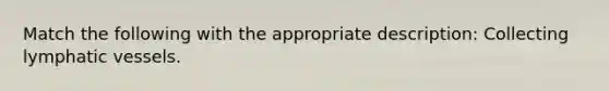 Match the following with the appropriate description: Collecting lymphatic vessels.