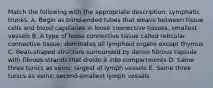 Match the following with the appropriate description: Lymphatic trunks. A. Begin as blind-ended tubes that weave between tissue cells and blood capillaries in loose connective tissues; smallest vessels B. A type of loose connective tissue called reticular connective tissue; dominates all lymphoid organs except thymus C. Bean-shaped structure surrounded by dense fibrous capsule with fibrous strands that divide it into compartments D. Same three tunics as veins; largest of lymph vessels E. Same three tunics as veins; second-smallest lymph vessels