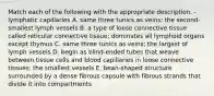 Match each of the following with the appropriate description. -lymphatic capillaries A. same three tunics as veins; the second-smallest lymph vessels B. a type of loose connective tissue called reticular connective tissue; dominates all lymphoid organs except thymus C. same three tunics as veins; the largest of lymph vessels D. begin as blind-ended tubes that weave between tissue cells and blood capillaries in loose connective tissues; the smallest vessels E. bean-shaped structure surrounded by a dense fibrous capsule with fibrous strands that divide it into compartments