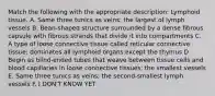 Match the following with the appropriate description: Lymphoid tissue. A. Same three tunics as veins; the largest of lymph vessels B. Bean-shaped structure surrounded by a dense fibrous capsule with fibrous strands that divide it into compartments C. A type of loose connective tissue called reticular connective tissue; dominates all lymphoid organs except the thymus D. Begin as blind-ended tubes that weave between tissue cells and blood capillaries in loose connective tissues; the smallest vessels E. Same three tunics as veins; the second-smallest lymph vessels F. I DON'T KNOW YET