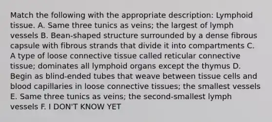 Match the following with the appropriate description: Lymphoid tissue. A. Same three tunics as veins; the largest of lymph vessels B. Bean-shaped structure surrounded by a dense fibrous capsule with fibrous strands that divide it into compartments C. A type of loose connective tissue called reticular connective tissue; dominates all lymphoid organs except the thymus D. Begin as blind-ended tubes that weave between tissue cells and blood capillaries in loose connective tissues; the smallest vessels E. Same three tunics as veins; the second-smallest lymph vessels F. I DON'T KNOW YET