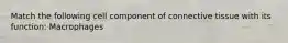 Match the following cell component of connective tissue with its function: Macrophages