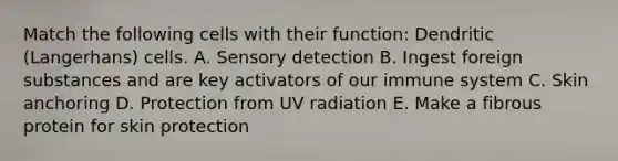 Match the following cells with their function: Dendritic (Langerhans) cells. A. Sensory detection B. Ingest foreign substances and are key activators of our immune system C. Skin anchoring D. Protection from UV radiation E. Make a fibrous protein for skin protection