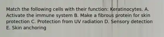 Match the following cells with their function: Keratinocytes. A. Activate the immune system B. Make a fibrous protein for skin protection C. Protection from UV radiation D. Sensory detection E. Skin anchoring