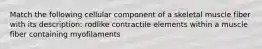 Match the following cellular component of a skeletal muscle fiber with its description: rodlike contractile elements within a muscle fiber containing myofilaments