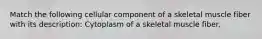 Match the following cellular component of a skeletal muscle fiber with its description: Cytoplasm of a skeletal muscle fiber.