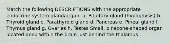 Match the following DESCRIPTIONS with the appropriate <a href='https://www.questionai.com/knowledge/k97r8ZsIZg-endocrine-system' class='anchor-knowledge'>endocrine system</a> gland/organ: a. Pituitary gland (hypophysis) b. Thyroid gland c. Parathyroid gland d. Pancreas e. Pineal gland f. Thymus gland g. Ovaries h. Testes Small, pinecone-shaped organ located deep within <a href='https://www.questionai.com/knowledge/kLMtJeqKp6-the-brain' class='anchor-knowledge'>the brain</a> just behind the thalamus