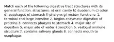 Match each of the following digestive tract structures with its general function. structures: a) oral cavity b) duodenum c) colon d) esophagus e) stomach f) pharynx g) rectum functions: 1. terminal end large intestine 2. begins enzymatic digestion of proteins 3. connects pharynx to stomach 4. major site of digestion 5. major site of water absorption 6. vestigial immune structure 7. contains salivary glands 8. connects mouth to esophagus