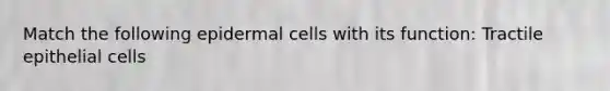 Match the following epidermal cells with its function: Tractile epithelial cells