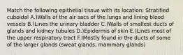 Match the following epithelial tissue with its location: Stratified cuboidal A.)Walls of the air sacs of the lungs and lining blood vessels B.)Lines the urinary bladder C.)Walls of smallest ducts of glands and kidney tubules D.)Epidermis of skin E.)Lines most of the upper respiratory tract F.)Mostly found in the ducts of some of the larger glands (sweat glands, mammary glands)