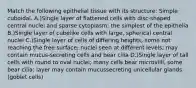 Match the following epithelial tissue with its structure: Simple cuboidal. A.)Single layer of flattened cells with disc-shaped central nuclei and sparse cytoplasm; the simplest of the epithelia B.)Single layer of cubelike cells with large, spherical central nuclei C.)Single layer of cells of differing heights, some not reaching the free surface; nuclei seen at different levels; may contain mucus-secreting cells and bear cilia D.)Single layer of tall cells with round to oval nuclei; many cells bear microvilli, some bear cilia; layer may contain mucussecreting unicellular glands (goblet cells)