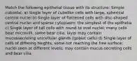 Match the following epithelial tissue with its structure: Simple cuboidal. a) Single layer of cubelike cells with large, spherical central nuclei b) Single layer of flattened cells with disc-shaped central nuclei and sparse cytoplasm; the simplest of the epithelia c) Single layer of tall cells with round to oval nuclei; many cells bear microvilli, some bear cilia; layer may contain mucussecreting unicellular glands (goblet cells) d) Single layer of cells of differing heights, some not reaching the free surface; nuclei seen at different levels; may contain mucus-secreting cells and bear cilia