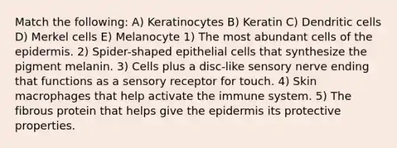 Match the following: A) Keratinocytes B) Keratin C) Dendritic cells D) Merkel cells E) Melanocyte 1) The most abundant cells of <a href='https://www.questionai.com/knowledge/kBFgQMpq6s-the-epidermis' class='anchor-knowledge'>the epidermis</a>. 2) Spider-shaped epithelial cells that synthesize the pigment melanin. 3) Cells plus a disc-like sensory nerve ending that functions as a sensory receptor for touch. 4) Skin macrophages that help activate the immune system. 5) The fibrous protein that helps give the epidermis its protective properties.