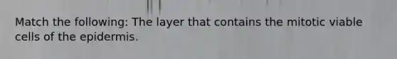 Match the following: The layer that contains the mitotic viable cells of the epidermis.