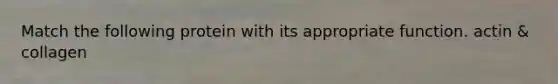 Match the following protein with its appropriate function. actin & collagen