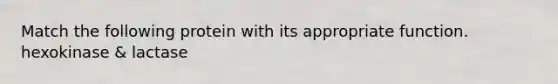 Match the following protein with its appropriate function. hexokinase & lactase