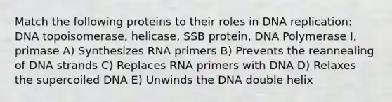 Match the following proteins to their roles in DNA replication: DNA topoisomerase, helicase, SSB protein, DNA Polymerase I, primase A) Synthesizes RNA primers B) Prevents the reannealing of DNA strands C) Replaces RNA primers with DNA D) Relaxes the supercoiled DNA E) Unwinds the DNA double helix