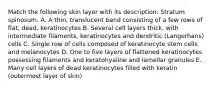 Match the following skin layer with its description: Stratum spinosum. A. A thin, translucent band consisting of a few rows of flat, dead, keratinocytes B. Several cell layers thick, with intermediate filaments, keratinocytes and dendritic (Langerhans) cells C. Single row of cells composed of keratinocyte stem cells and melanocytes D. One to five layers of flattened keratinocytes possessing filaments and keratohyaline and lamellar granules E. Many cell layers of dead keratinocytes filled with keratin (outermost layer of skin)