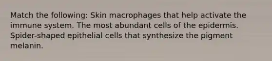 Match the following: Skin macrophages that help activate the immune system. The most abundant cells of the epidermis. Spider-shaped epithelial cells that synthesize the pigment melanin.