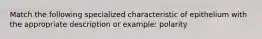 Match the following specialized characteristic of epithelium with the appropriate description or example: polarity