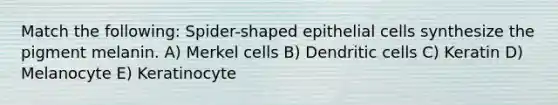 Match the following: Spider-shaped epithelial cells synthesize the pigment melanin. A) Merkel cells B) Dendritic cells C) Keratin D) Melanocyte E) Keratinocyte