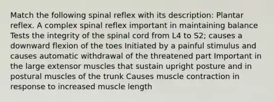 Match the following spinal reflex with its description: Plantar reflex. A complex spinal reflex important in maintaining balance Tests the integrity of <a href='https://www.questionai.com/knowledge/kkAfzcJHuZ-the-spinal-cord' class='anchor-knowledge'>the spinal cord</a> from L4 to S2; causes a downward flexion of the toes Initiated by a painful stimulus and causes automatic withdrawal of the threatened part Important in the large extensor muscles that sustain upright posture and in postural muscles of the trunk Causes <a href='https://www.questionai.com/knowledge/k0LBwLeEer-muscle-contraction' class='anchor-knowledge'>muscle contraction</a> in response to increased muscle length