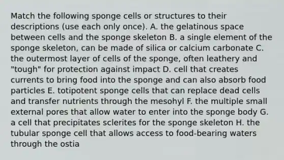 Match the following sponge cells or structures to their descriptions (use each only once). A. the gelatinous space between cells and the sponge skeleton B. a single element of the sponge skeleton, can be made of silica or calcium carbonate C. the outermost layer of cells of the sponge, often leathery and "tough" for protection against impact D. cell that creates currents to bring food into the sponge and can also absorb food particles E. totipotent sponge cells that can replace dead cells and transfer nutrients through the mesohyl F. the multiple small external pores that allow water to enter into the sponge body G. a cell that precipitates sclerites for the sponge skeleton H. the tubular sponge cell that allows access to food-bearing waters through the ostia