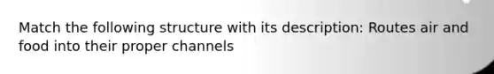 Match the following structure with its description: Routes air and food into their proper channels