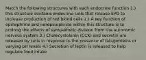 Match the following structures with each endocrine function 1.) this structure contains endocrine cells that release EPO to increase production of red blood cells 2.) A key function of epinephrine and norepinephrine within this structure is to prolong the effects of sympathetic division from the autonomic nervous system 3.) Cholecystokinin (CCK) and secretin are released by cells in response to the presence of fats/proteins or varying pH levels 4.) Secretion of leptin is released to help regulate food intake