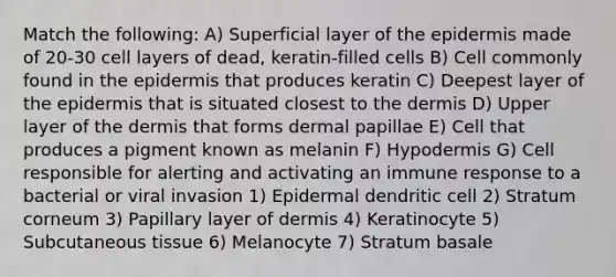 Match the following: A) Superficial layer of the epidermis made of 20-30 cell layers of dead, keratin-filled cells B) Cell commonly found in the epidermis that produces keratin C) Deepest layer of the epidermis that is situated closest to the dermis D) Upper layer of the dermis that forms dermal papillae E) Cell that produces a pigment known as melanin F) Hypodermis G) Cell responsible for alerting and activating an immune response to a bacterial or viral invasion 1) Epidermal dendritic cell 2) Stratum corneum 3) Papillary layer of dermis 4) Keratinocyte 5) Subcutaneous tissue 6) Melanocyte 7) Stratum basale