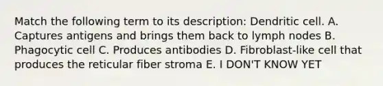 Match the following term to its description: Dendritic cell. A. Captures antigens and brings them back to lymph nodes B. Phagocytic cell C. Produces antibodies D. Fibroblast-like cell that produces the reticular fiber stroma E. I DON'T KNOW YET