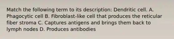 Match the following term to its description: Dendritic cell. A. Phagocytic cell B. Fibroblast-like cell that produces the reticular fiber stroma C. Captures antigens and brings them back to lymph nodes D. Produces antibodies