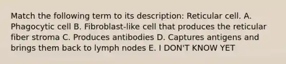 Match the following term to its description: Reticular cell. A. Phagocytic cell B. Fibroblast-like cell that produces the reticular fiber stroma C. Produces antibodies D. Captures antigens and brings them back to lymph nodes E. I DON'T KNOW YET