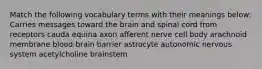 Match the following vocabulary terms with their meanings below: Carries messages toward the brain and spinal cord from receptors cauda equina axon afferent nerve cell body arachnoid membrane blood-brain barrier astrocyte autonomic nervous system acetylcholine brainstem