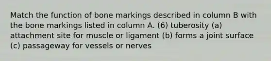 Match the function of bone markings described in column B with the bone markings listed in column A. (6) tuberosity (a) attachment site for muscle or ligament (b) forms a joint surface (c) passageway for vessels or nerves