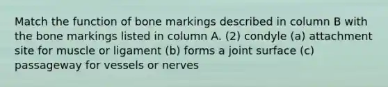 Match the function of bone markings described in column B with the bone markings listed in column A. (2) condyle (a) attachment site for muscle or ligament (b) forms a joint surface (c) passageway for vessels or nerves