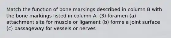 Match the function of bone markings described in column B with the bone markings listed in column A. (3) foramen (a) attachment site for muscle or ligament (b) forms a joint surface (c) passageway for vessels or nerves