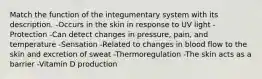 Match the function of the integumentary system with its description. -Occurs in the skin in response to UV light -Protection -Can detect changes in pressure, pain, and temperature -Sensation -Related to changes in blood flow to the skin and excretion of sweat -Thermoregulation -The skin acts as a barrier -Vitamin D production