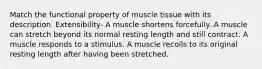 Match the functional property of muscle tissue with its description. Extensibility- A muscle shortens forcefully. A muscle can stretch beyond its normal resting length and still contract. A muscle responds to a stimulus. A muscle recoils to its original resting length after having been stretched.