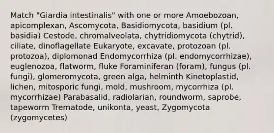 Match "Giardia intestinalis" with one or more Amoebozoan, apicomplexan, Ascomycota, Basidiomycota, basidium (pl. basidia) Cestode, chromalveolata, chytridiomycota (chytrid), ciliate, dinoflagellate Eukaryote, excavate, protozoan (pl. protozoa), diplomonad Endomycorrhiza (pl. endomycorrhizae), euglenozoa, flatworm, fluke Foraminiferan (foram), fungus (pl. fungi), glomeromycota, green alga, helminth Kinetoplastid, lichen, mitosporic fungi, mold, mushroom, mycorrhiza (pl. mycorrhizae) Parabasalid, radiolarian, roundworm, saprobe, tapeworm Trematode, unikonta, yeast, Zygomycota (zygomycetes)