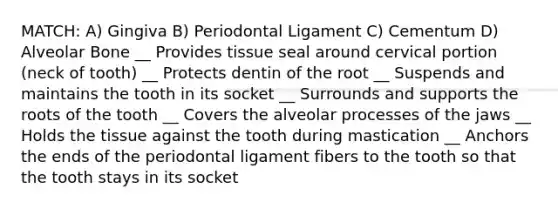 MATCH: A) Gingiva B) Periodontal Ligament C) Cementum D) Alveolar Bone __ Provides tissue seal around cervical portion (neck of tooth) __ Protects dentin of the root __ Suspends and maintains the tooth in its socket __ Surrounds and supports the roots of the tooth __ Covers the alveolar processes of the jaws __ Holds the tissue against the tooth during mastication __ Anchors the ends of the periodontal ligament fibers to the tooth so that the tooth stays in its socket