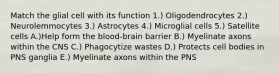 Match the glial cell with its function 1.) Oligodendrocytes 2.) Neurolemmocytes 3.) Astrocytes 4.) Microglial cells 5.) Satellite cells A.)Help form the blood-brain barrier B.) Myelinate axons within the CNS C.) Phagocytize wastes D.) Protects cell bodies in PNS ganglia E.) Myelinate axons within the PNS