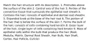 Match the hair structure with its description. 1. Protrudes above the surface of the skin 2. Central axis of the hair 3. Portion of the connective tissue that surrounds the epithelial root sheath 4. Contains the hair; consists of epithelial and dermal root sheaths 5. Expanded knob at the base of the hair root 6. The portion of the hair that is below the surface of the skin 7. Forms the bulk of the hair; consists of cells containing hard keratin 8. Outer layer of the hair; single layer of cells containing hard keratin 9. Mass of epithelial cells within the bulb that produce the hair (Root, Medulla, Matrix, Dermal Root Sheath, Hair Bulb, Hair Shaft, Cortex, Hair Follicle, Cuticle)