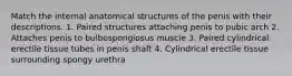 Match the internal anatomical structures of the penis with their descriptions. 1. Paired structures attaching penis to pubic arch 2. Attaches penis to bulbospongiosus muscle 3. Paired cylindrical erectile tissue tubes in penis shaft 4. Cylindrical erectile tissue surrounding spongy urethra